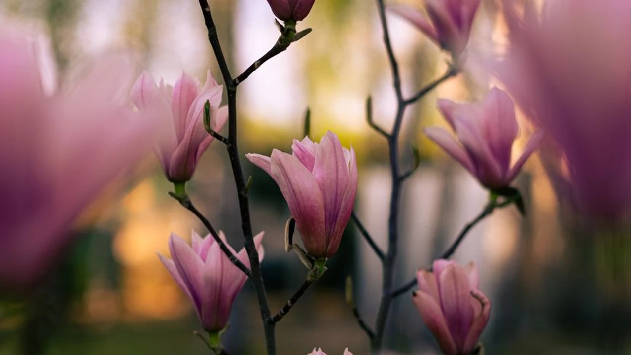 安卓用户如何获取9.1破解版.apk安装免费大全及注意事项